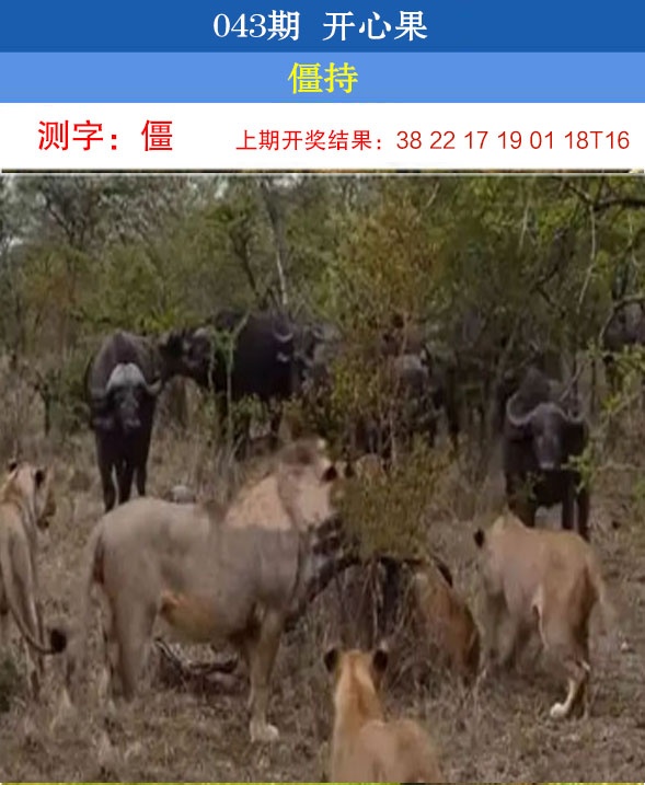 043期开心果[图]