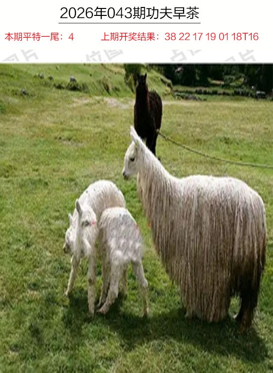 043期功夫早茶[图]